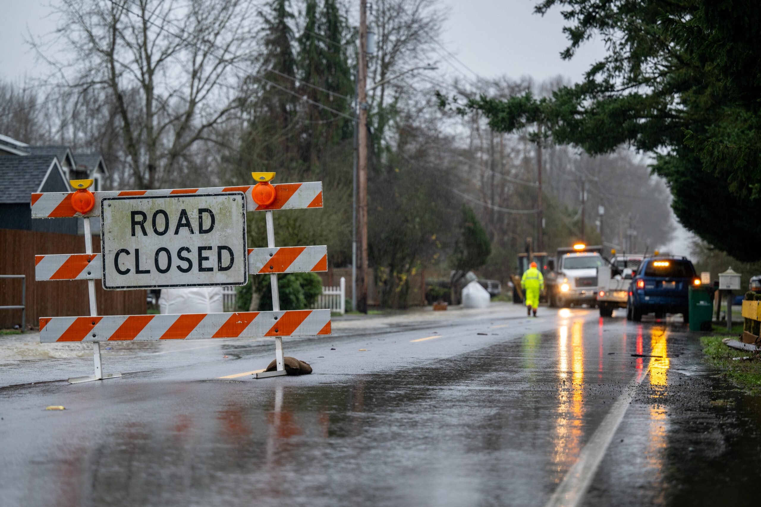 Forest after wildfire